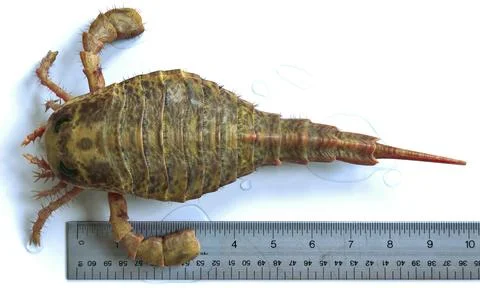 Erypterus Up-Close With Ruler for Scale Stock Illustration