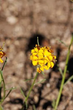 ERYSIMUM CAPITATUM BLOOM Stock Photos