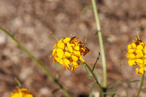 ERYSIMUM CAPITATUM BLOOM Stock Photos