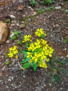 Erysimum cheiranthoides Stock Photos