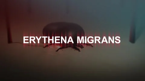 Erythema Migrans Typography over an Embedded Tick Stock Footage 310342877