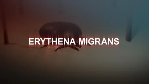 Erythema Migrans Typography over an Embedded Tick 00000 Stock Illustration