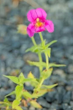 Erythranthe lewisii. Stock Photos