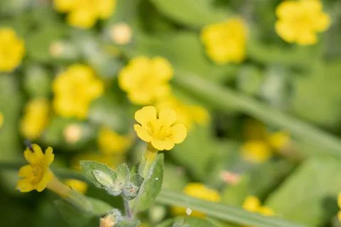 ERYTHRANTHE MOSCHATA BLOOM Stock Photos