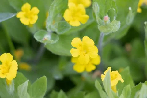 ERYTHRANTHE MOSCHATA BLOOM Stock Photos