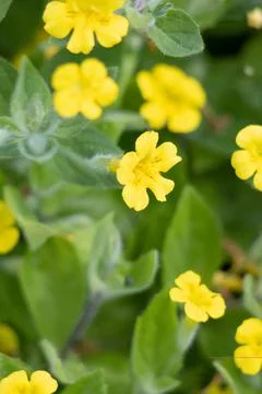 ERYTHRANTHE MOSCHATA BLOOM Stock Photos