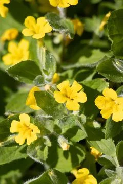 ERYTHRANTHE MOSCHATA BLOOM Stock Photos
