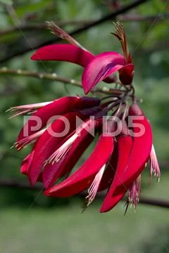 Erythrina Bidwillii Stock Photos