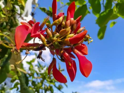 Erythrina variegata with leaves background Stock Photos