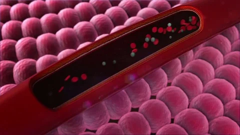 Erythrocyte in the blood Stock Footage 74394932