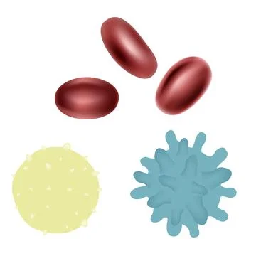 Erythrocyte Stock Illustration