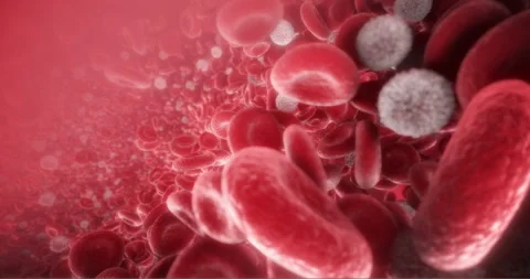 Erythrocytes and Leukocytes. Red and White Blood Cells in an Artery. Stock Footage
