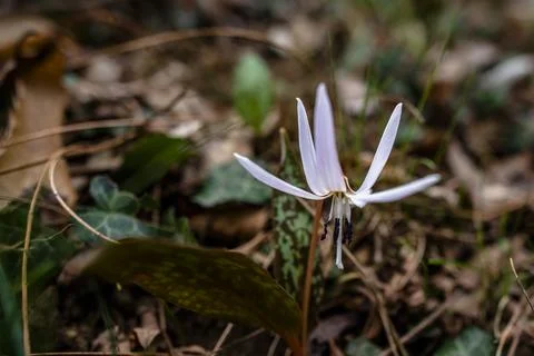 Erythronium dens-canis Stock Photos