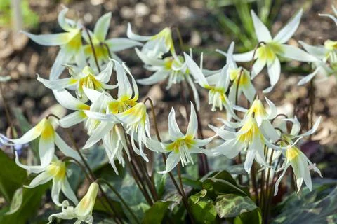 Erythronium multiscapideum Stock Photos