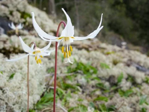 Erythronium Stock Photos