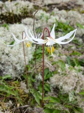 Erythronium Foto stock