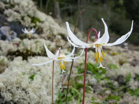 Erythronium Stock Photos