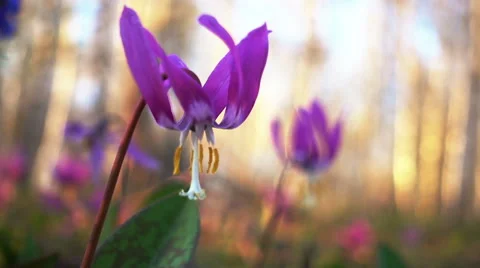 Erythronium Sibiricum Видео 63894214