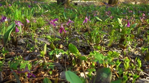 Erythronium Sibiricum Stock Footage 63894710