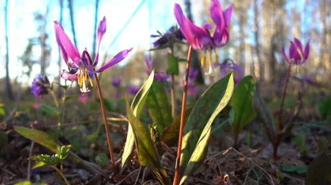 Erythronium Sibiricum Видео 68812844