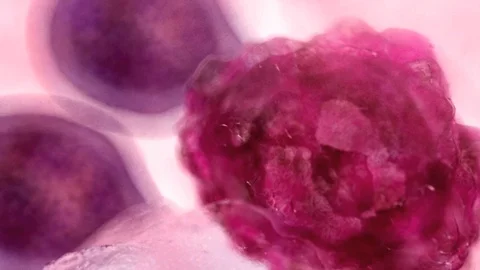 Erythropoiesis Stock Footage 113234778