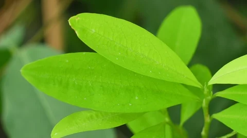 Erythroxylum coca, coca bush in a flowerpot in a tropical greenhouse, leaf