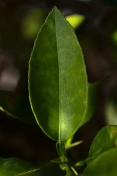 Erythroxylum coca leaf, inside an urban garden in the Peruvian jungle Foto stock