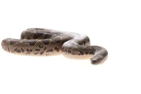 Eryx conicus Stock Photos