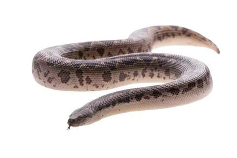 Eryx conicus Stock Photos