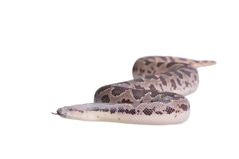Eryx conicus Stock Photos