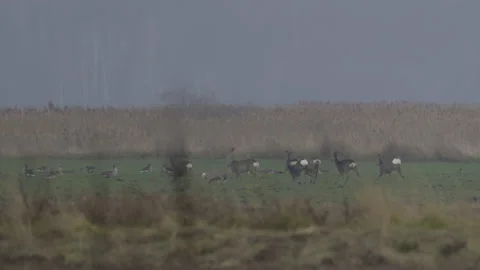 Escape of the deers ,4K slow motion Stock Footage 237715247