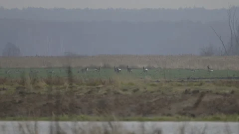 Escape of the deers ,4K slow motion Stock Footage 237716515