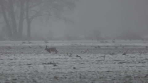 Escape of a hare, next to a greylag geese, 4K slomo Stock Footage 265253111
