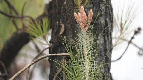 Escape of pine on the background of a tree trunk Stock Footage 107276601