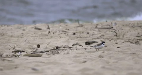 Escape of a ringed plover and chick, 4K slomo Stock Footage 258157551