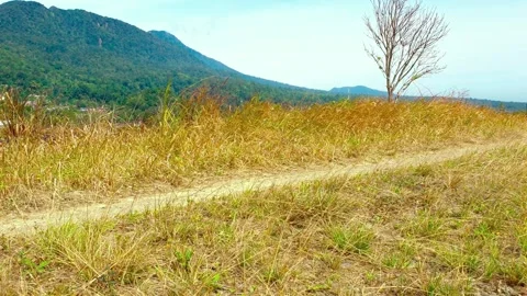 Escape to a serene landscape of golden fields and rolling hills Stock-Footage 288550259