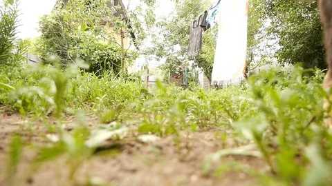 Escape stag beetle on a dog Stock Footage 77766464