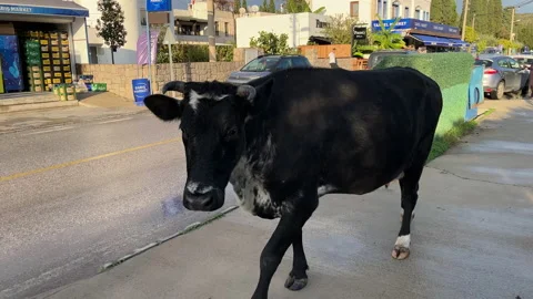 Escaped Cow Bodrum Turkey Stock Footage 228850166