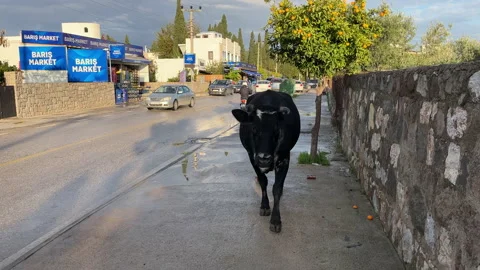 Escaped Cow Bodrum Turkey Stock Footage 228851890
