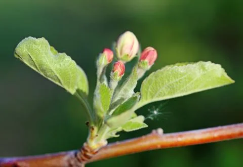 Escapes of an apple-tree Stock Photos