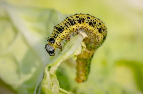 Escaping from an ant attack. Caterpillar of the Large White Butterfly, Pier.. Foto stock