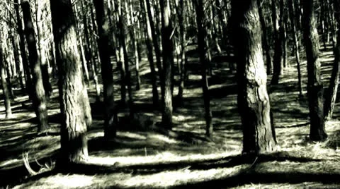 Escaping from danger in the forest Stock Footage 25272207