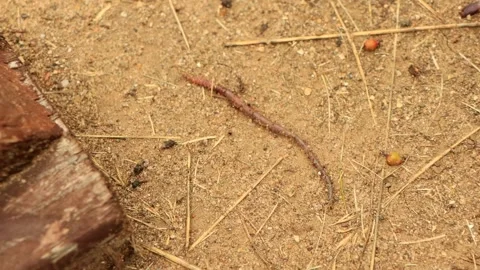 Escaping Earthworm Stock Footage 246982461