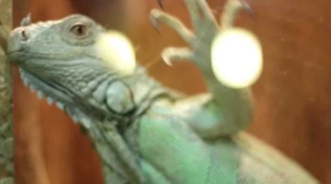 Escaping Iguana Stock Footage 45234759