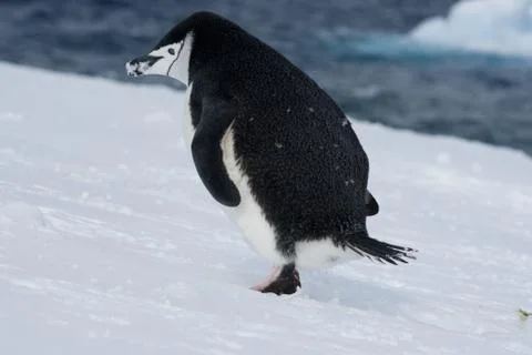 Escaping penguin. Stock-Fotos