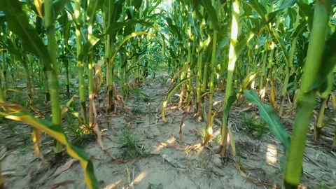 Escaping through corn in farmer's field. Stock Footage 138200761
