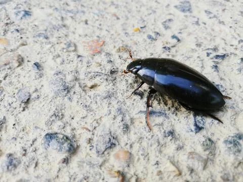 Escarabajo de color negro brillante Stock Photos