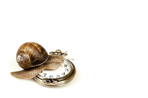 Escargot beating time Stock Photos