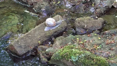 Escargot on the move Stock Footage 132143872