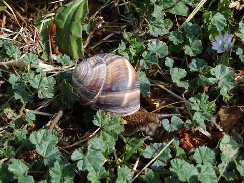 Escargot 写真素材